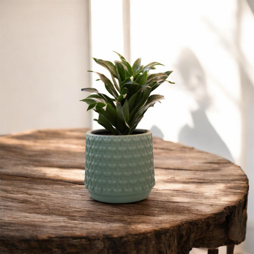 نبتة الدراسينا في حوض - نبتة الدراسينا في حوض سيراميك حجم لارج