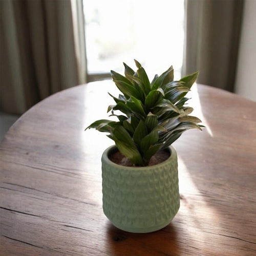 Dracaena Indoor Plant in a Pot