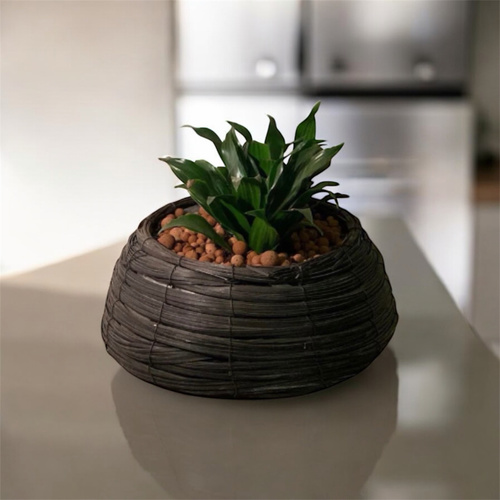 نبتة داخلية متوسط الحجم (دراسينا كومباكتا) - نبتة داخلية سهلة العناية حجم وسط في حوض بني- الحوض يحتوي على نبتتين دراسينا كومباكتا