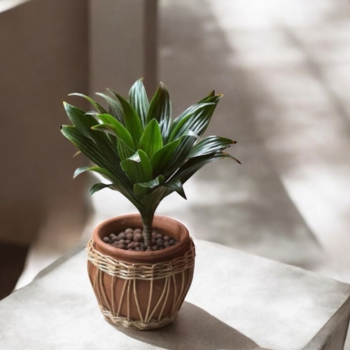 نبتة داخلية دارسينا - نبتة داخلية سهلة العناية في حوض فخار - حجم وسط