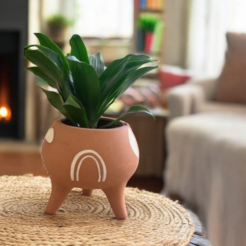 نبات داخلي صغير في حوض فخار