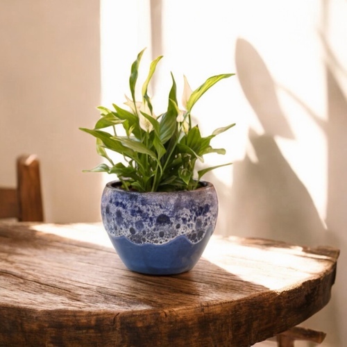 زنبقة السلام في حوض كحلي