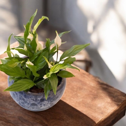 Peace Lilies in a Medium Nave Pot