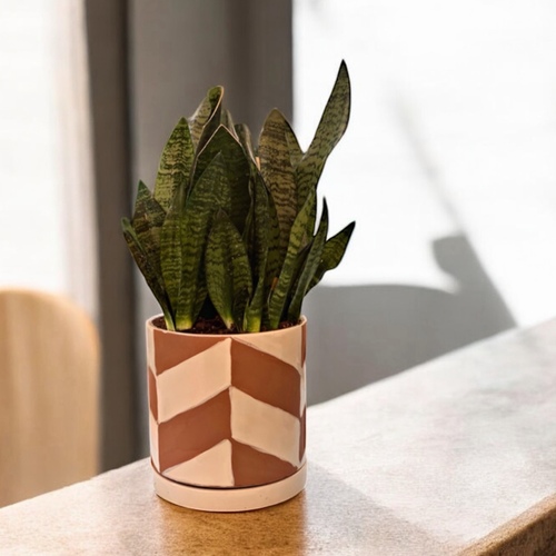 نبتة جلد النمر في حوض خزفي