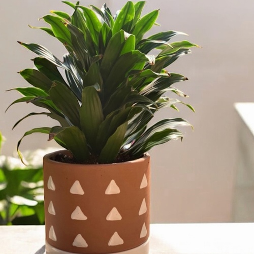 نبتة دراسينا في حوض خزفي