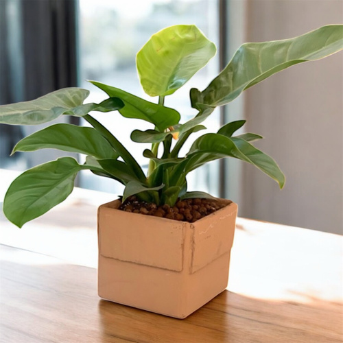 نبتة الفيلودندرون في حوض خزفي