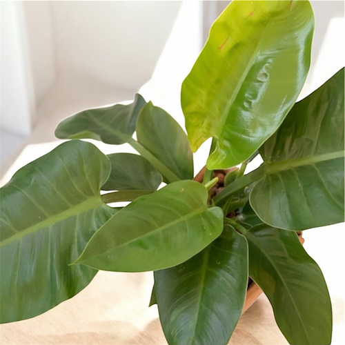 Philodendron Green Princess in stoneware pot