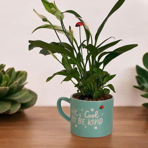 زنبقة السلام في كوب سيراميكي تيفاني