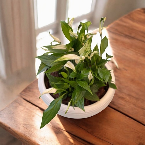 زنبقة السلام في حوض سيراميكي ابيض