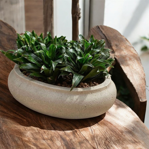 نبتة دراسينا في حوض اسمنتي كبير