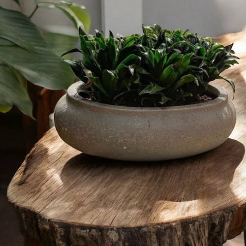Daracena in a large concrete pot