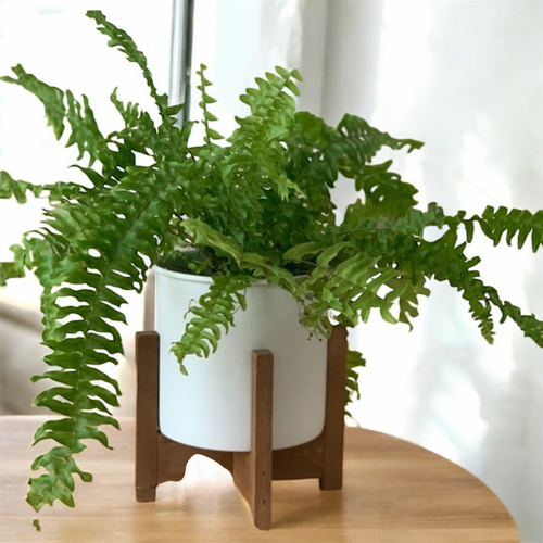 نبات السرخس في حوض ابيض وقاعدة خشبيه