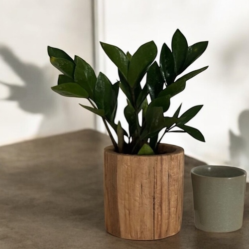 نبتة الزاميا في حوض خشبي