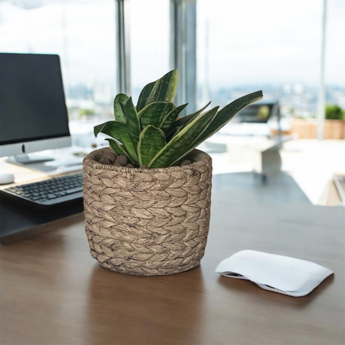 نبتة سانسيفيريا في حوض خوص صغير