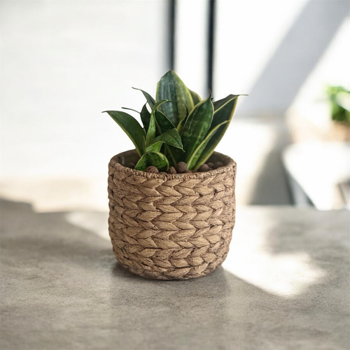 small Snake plant in woven pot