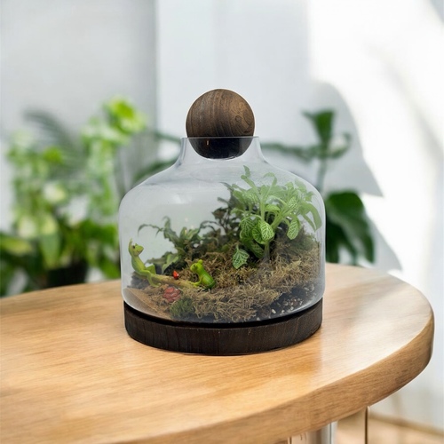 large closed terrarium “froggy”