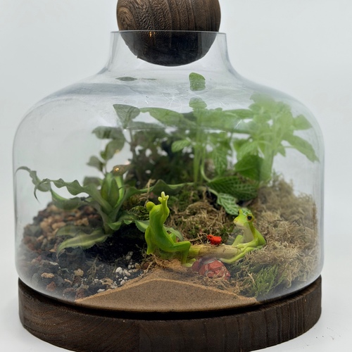 large closed terrarium “froggy”