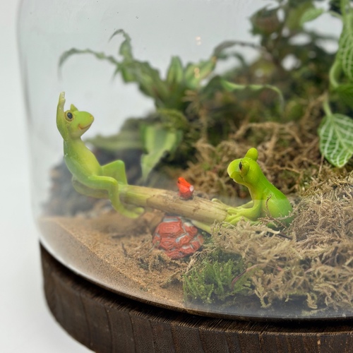 large closed terrarium “froggy”