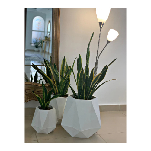 Set of Three Indoor Plant (Sansevieria) - Easy Care Indoor Plant (Sansevieria) in a Large & xLarge & Small Plastic Pots “White Color”