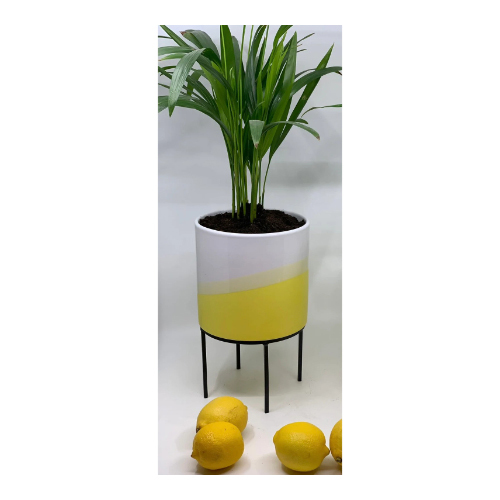 Indoor Plant in a Yellow Ceramic Pot - Areca Palm in yellow ceramic pot with black metal stand