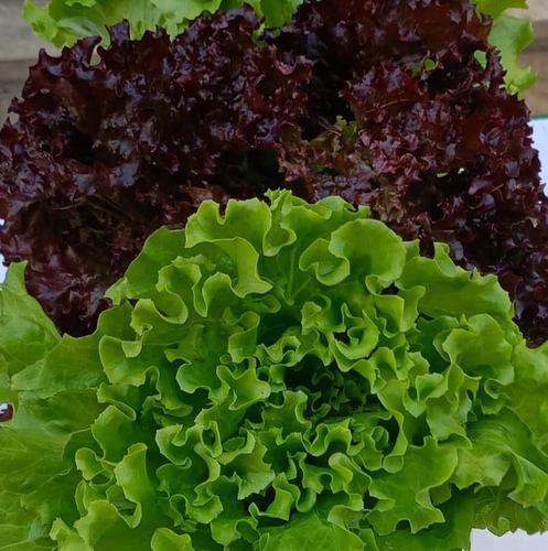 olo Bionda Flynn lettuce