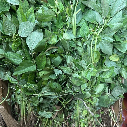 Green molokhiya 3 bundles