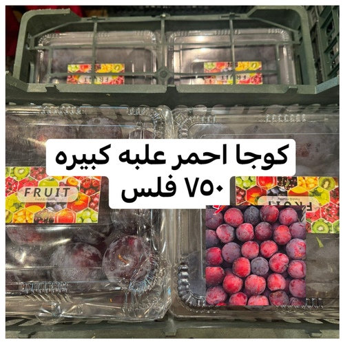 كوجا احمر علبه كبيره