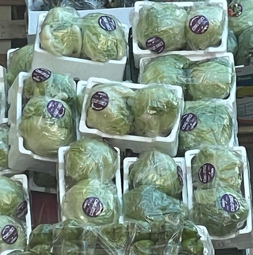 Round Lettuce Kuwaiti