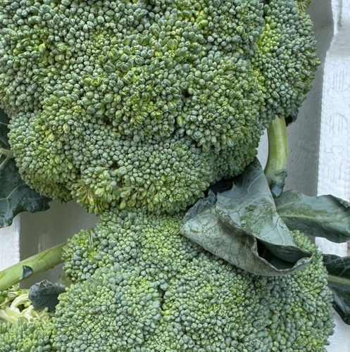 Spanish Broccoli 1