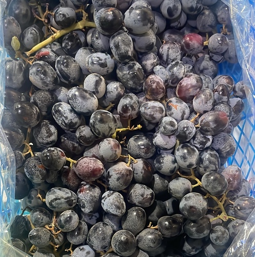 plak Grape Basket, 1,500 Kilograms