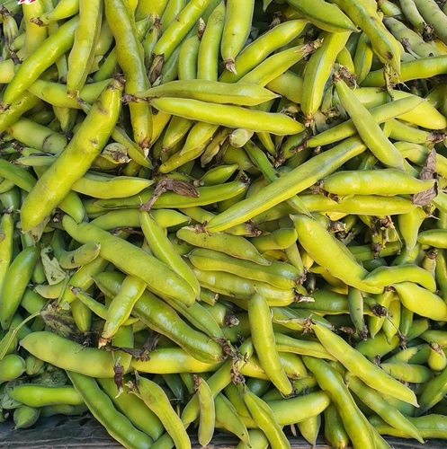 فول بلدي كيلو