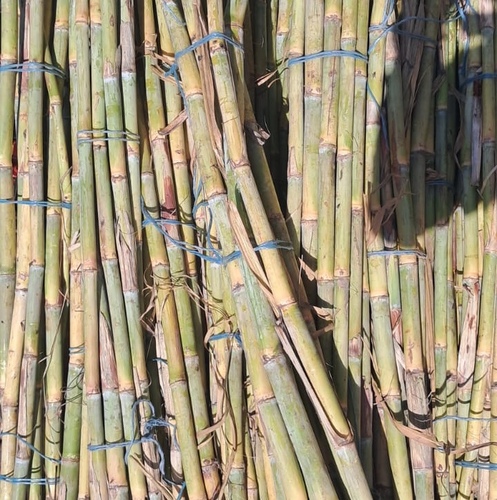 قصب سكر   ربطه كبيره