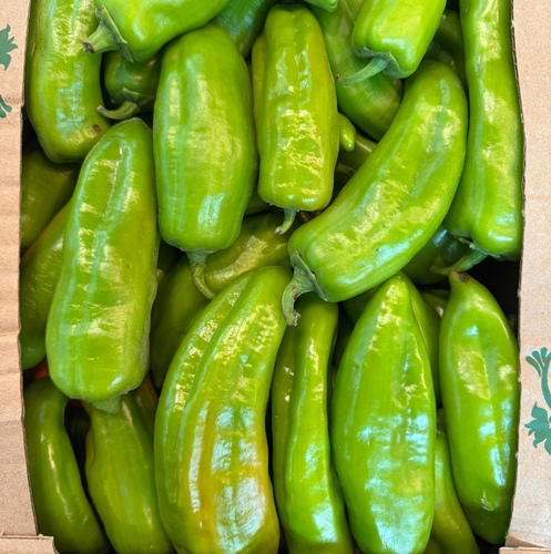 Omani  Sweet Pepper