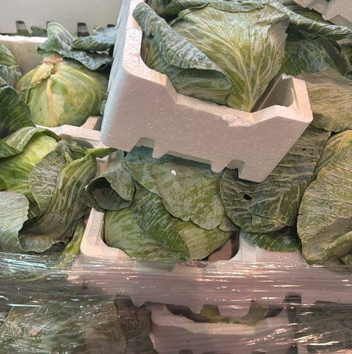 Green Cabbage