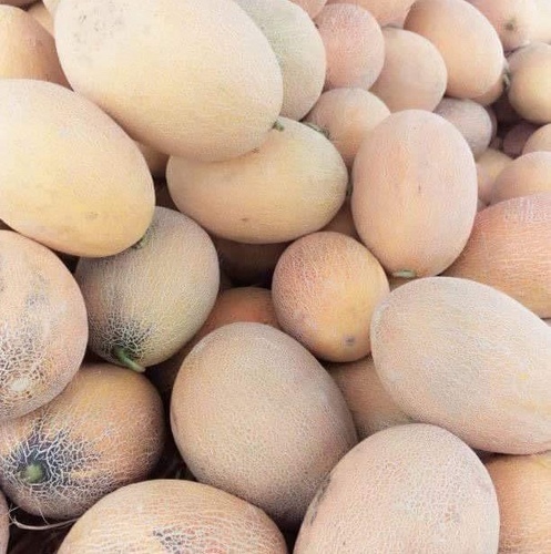 شمام سكري اردني  كيلو