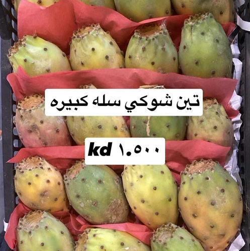 تين شوكي سله  كبيره