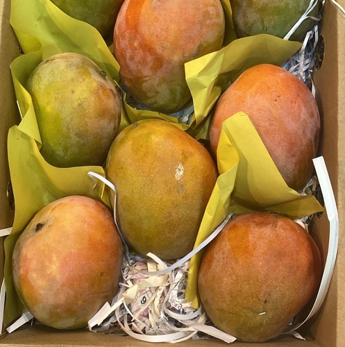 Logy Fruits  - مانجو   كرتون