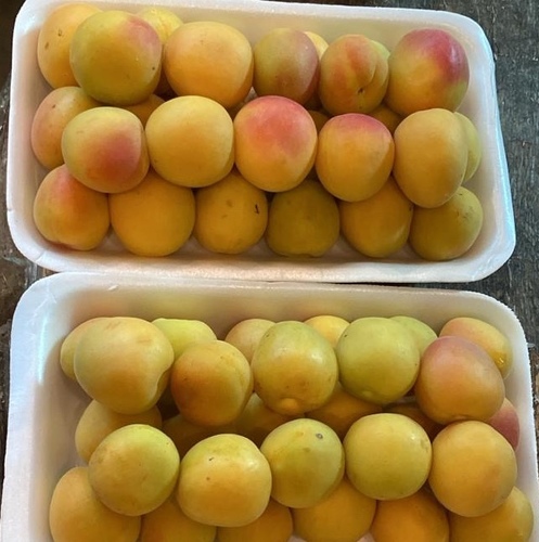 مشمش علبه  كبيره