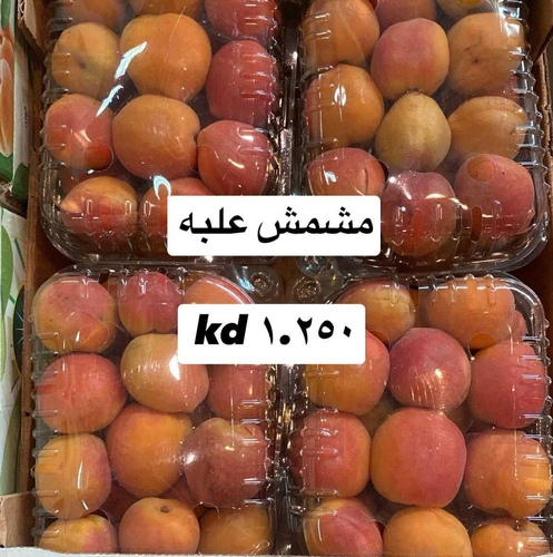 مشمش   علبه