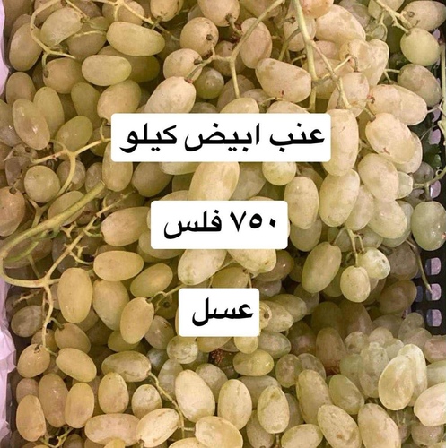 عنب ابيض كيلو