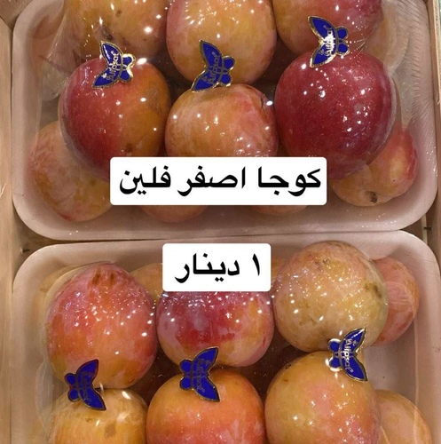 كوجا اصفر فلين