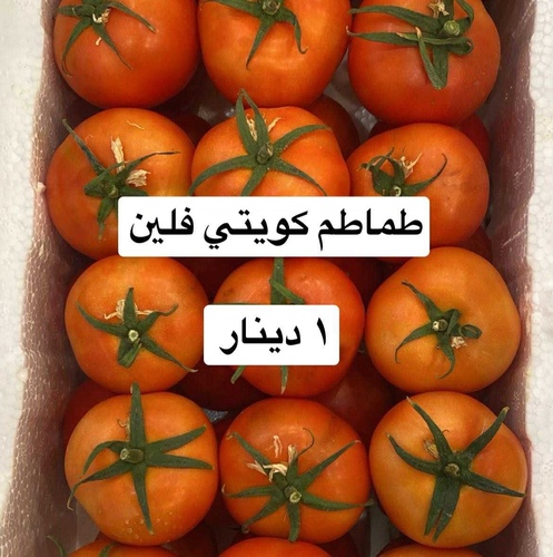 طماطم كويتي فلين