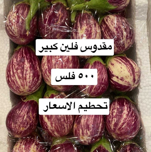 مقدوس فلين