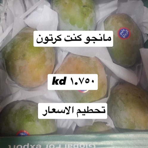 مانجو كنت  كرتون