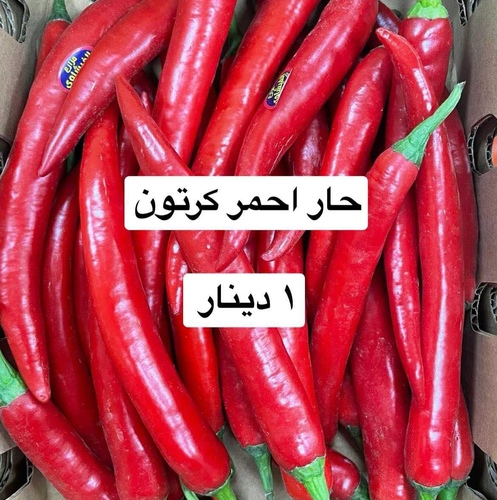 حار احمر  كرتون