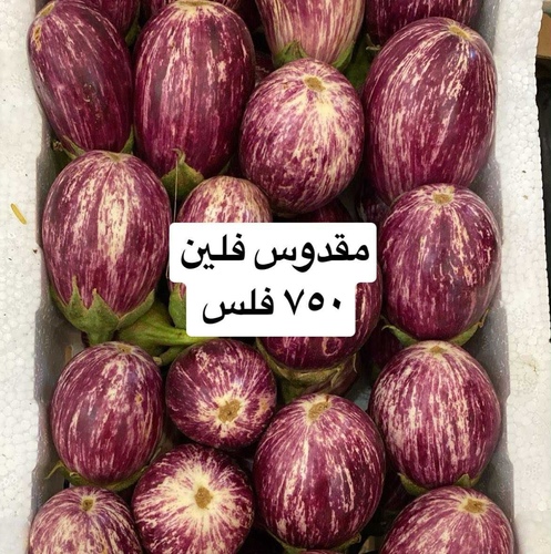 مقدوس فلين