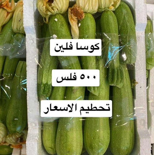 كوسا فلين