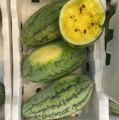 بطيخ اصفر حبه