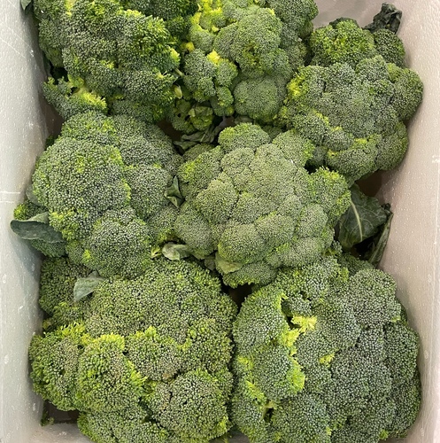 Spanish Broccoli 1