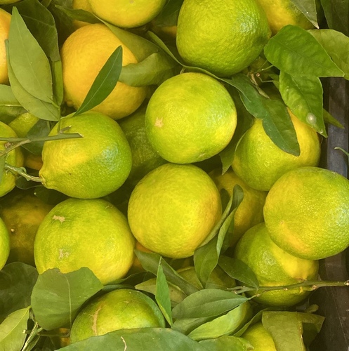 افندي بلدي كيلو